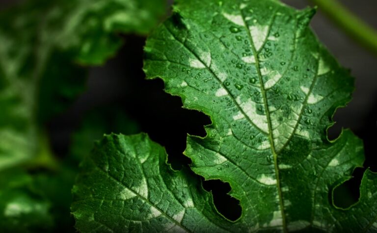 Plant nutrition problems