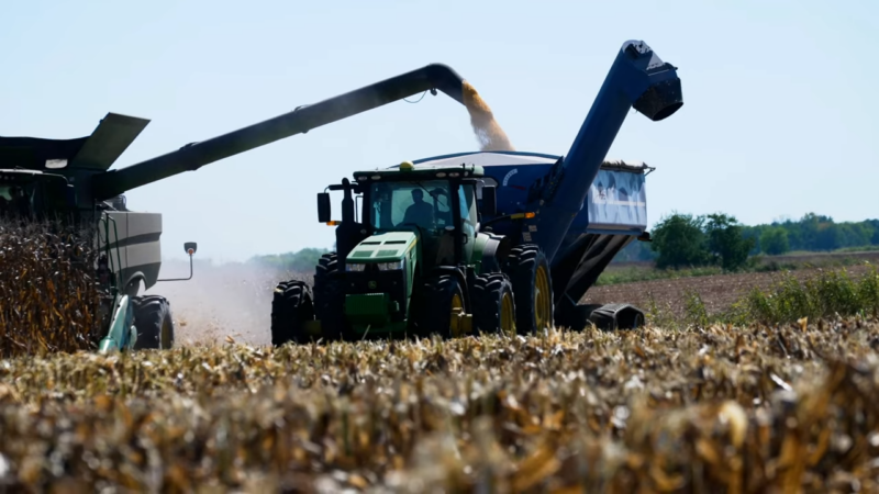 corn yield