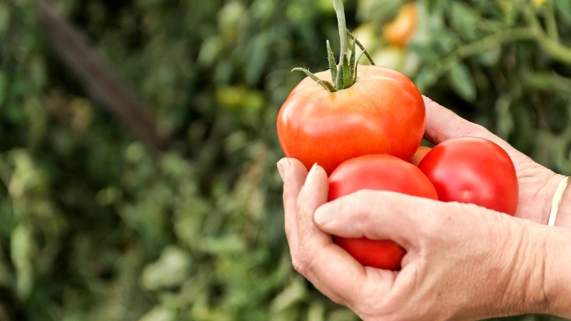 Hands holding freshly picked tomatoes, showing healthy indoor harvest results