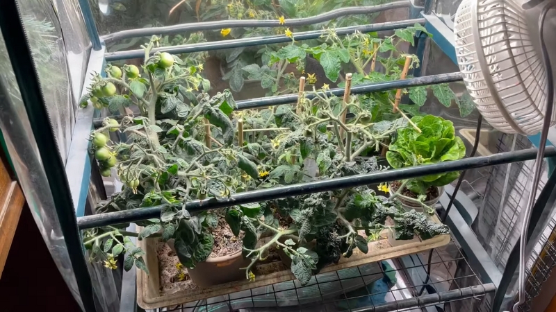 Indoor grow tent with tomato plants, leafy greens, and a fan setup for airflow and light control
