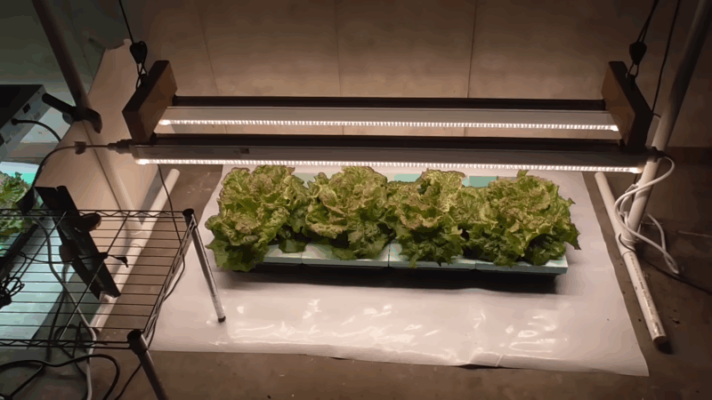 Lettuce growing under LED lights in a controlled indoor setup with focused lighting and minimal spacing