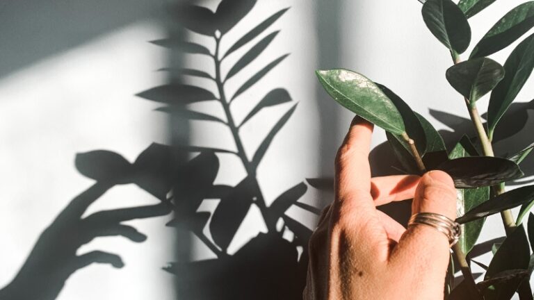 A hand touches a leafy green plant near a sunlit wall, showing one of the best crops to grow indoors