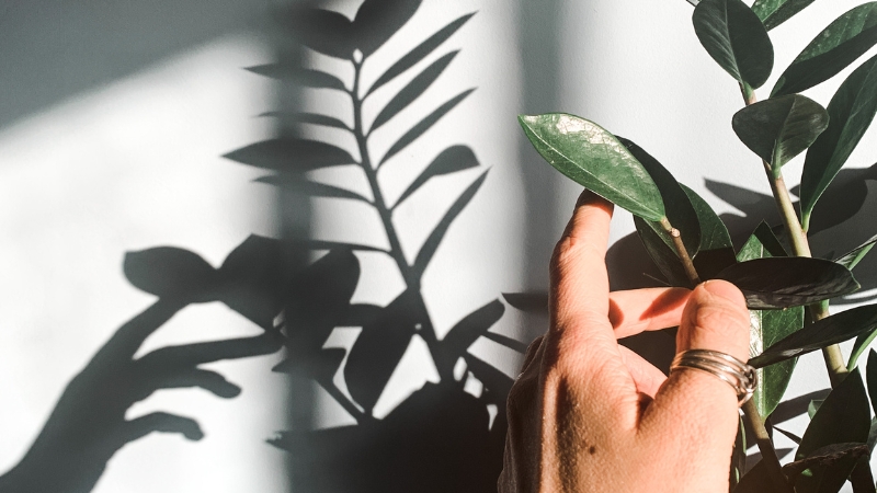 A hand touches a leafy green plant near a sunlit wall, showing one of the best crops to grow indoors