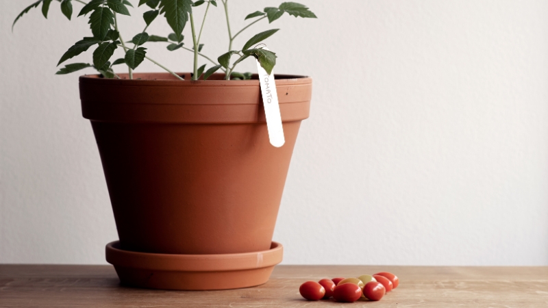 A potted tomato plant growing indoors on a wooden table with a small pile of harvested cherry tomatoes beside it