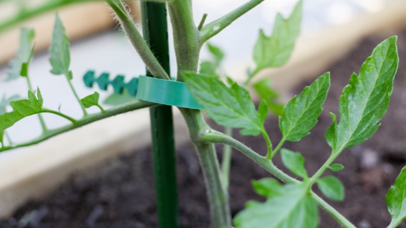 A green plant tie securing a tomato stem to a support stake in a raised indoor garden bed