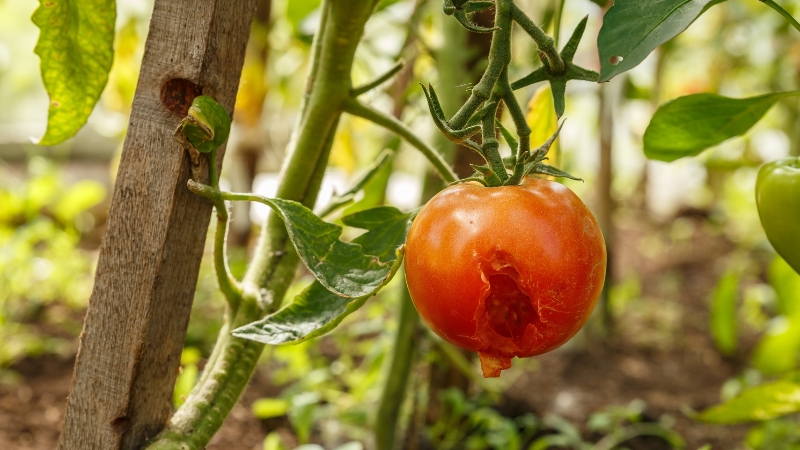 A ripe tomato on the vine with visible pest damage showing common problems during indoor tomato growth