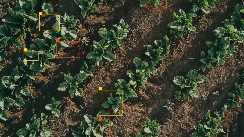 Crops monitored with GPS guidance systems for better yield and less impact