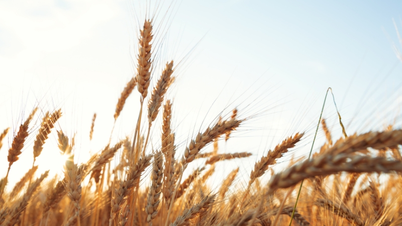 Golden wheat heads in sunlight, symbolizing healthy crops protected by modern fungicides against rust diseases