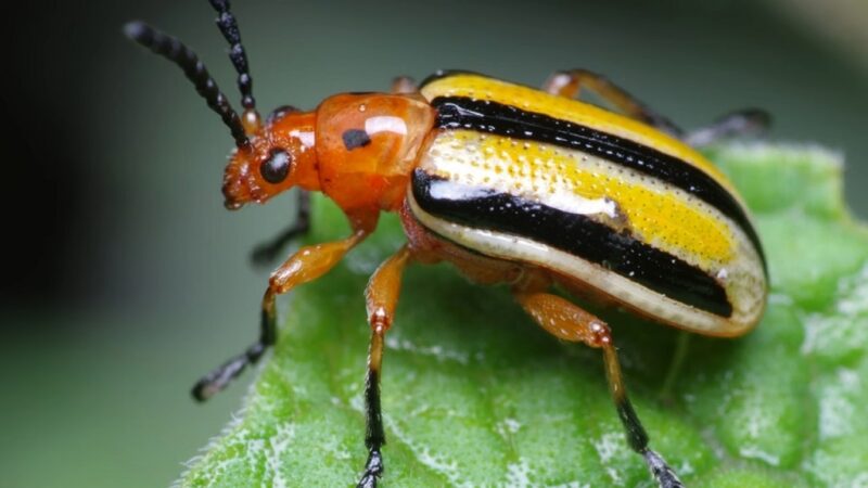 Close-up of a Colorado potato beetle with yellow and black striped wings on a green leaf