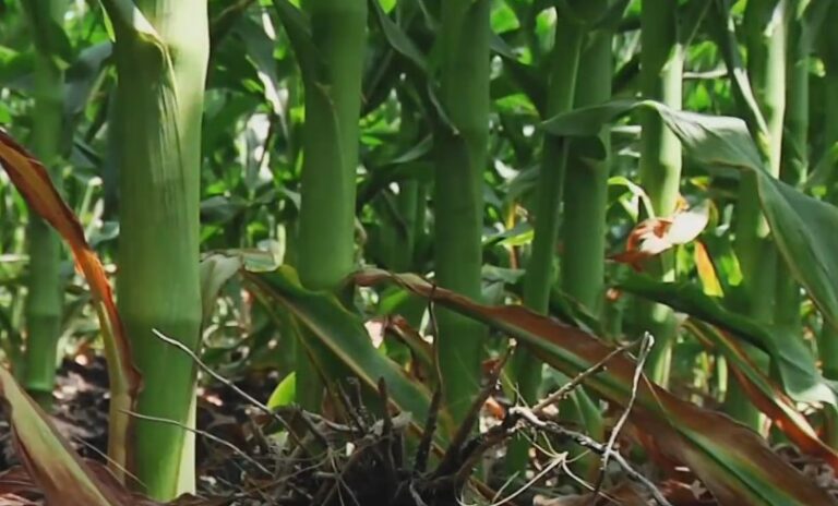 Sunlit corn plants with vibrant green leaves and sturdy stems growing in a field
