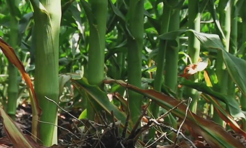 Sunlit corn plants with vibrant green leaves and sturdy stems growing in a field