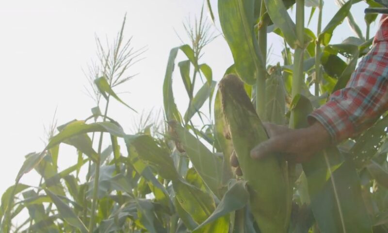A farmer inspects a ripe ear of corn in a sunlit field