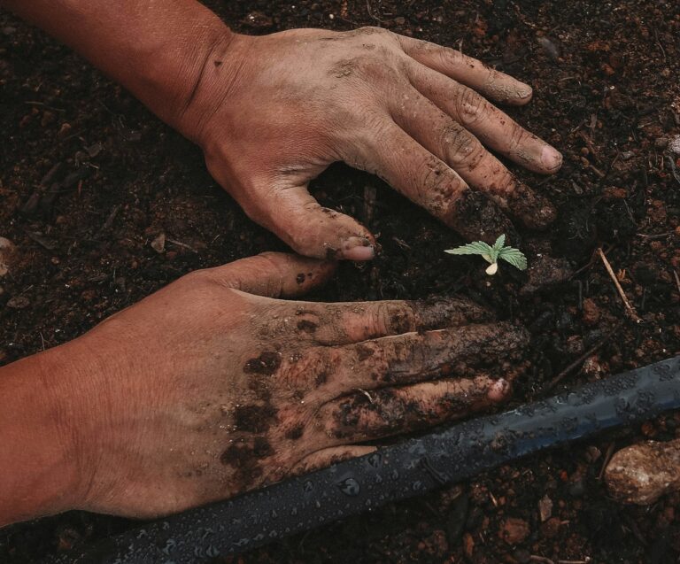 Crop Rotation Reduce Pests