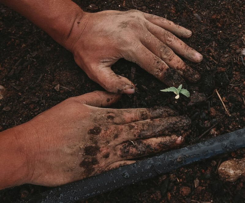 Crop Rotation Reduce Pests