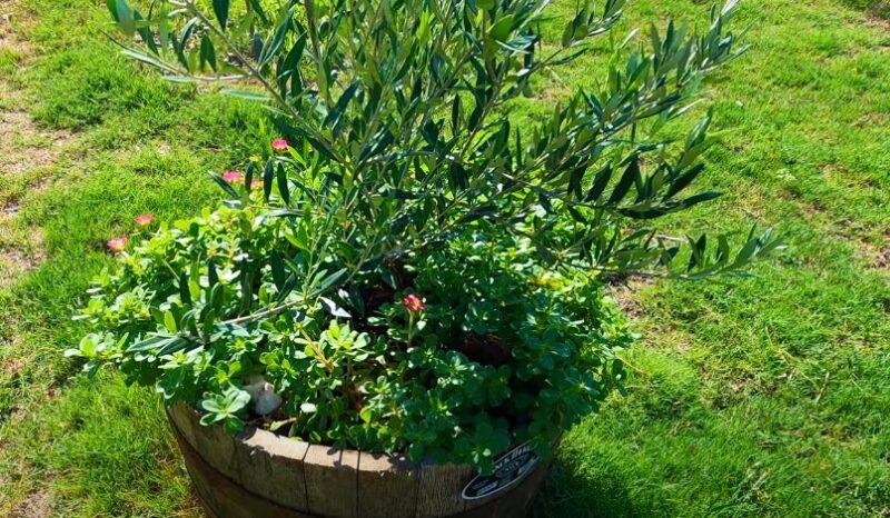 A small purslane tree growing in a rustic wooden barrel