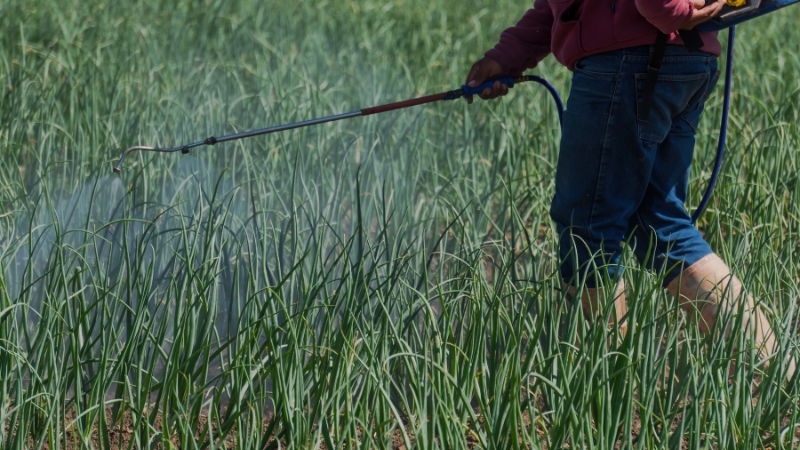 A farmer irrigates a crop field using a handheld sprayer to meet plant water needs