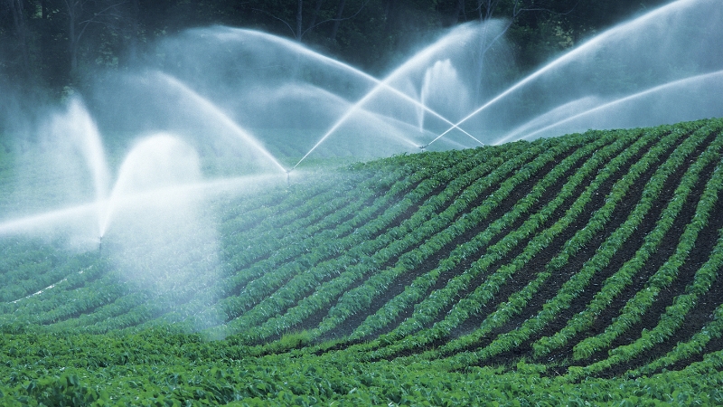 Sprinklers irrigate rows of crops on a hillside, providing even water coverage across the field