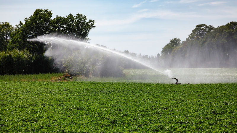 A field sprinkler sprays water across a lush green crop under a clear sky