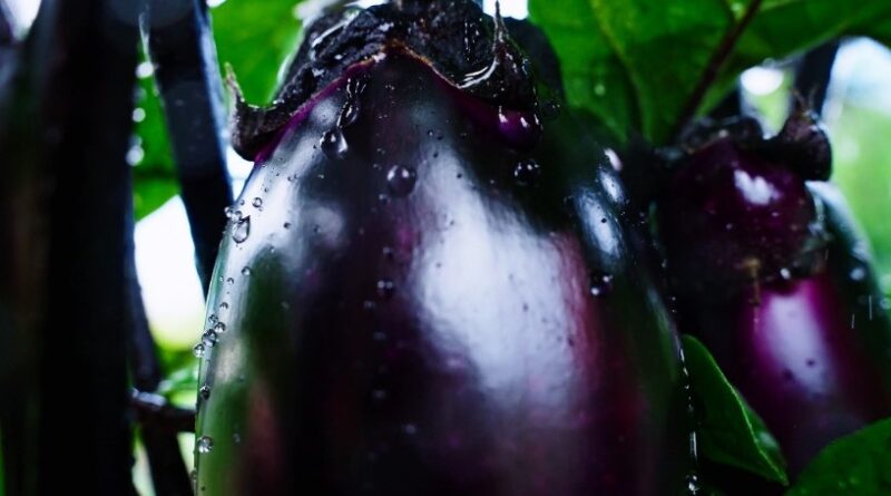 Eggplant growing in a garden, showcasing its vibrant purple skin and leafy green surroundings