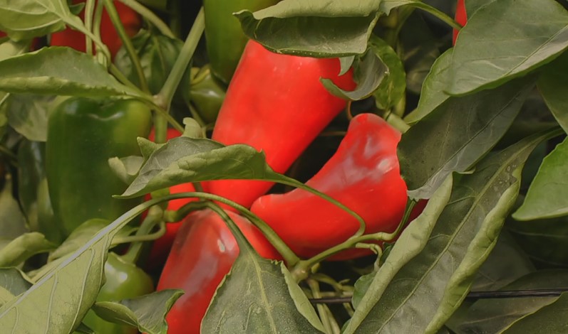Red and green peppers growing on a lush green plant in a garden setting