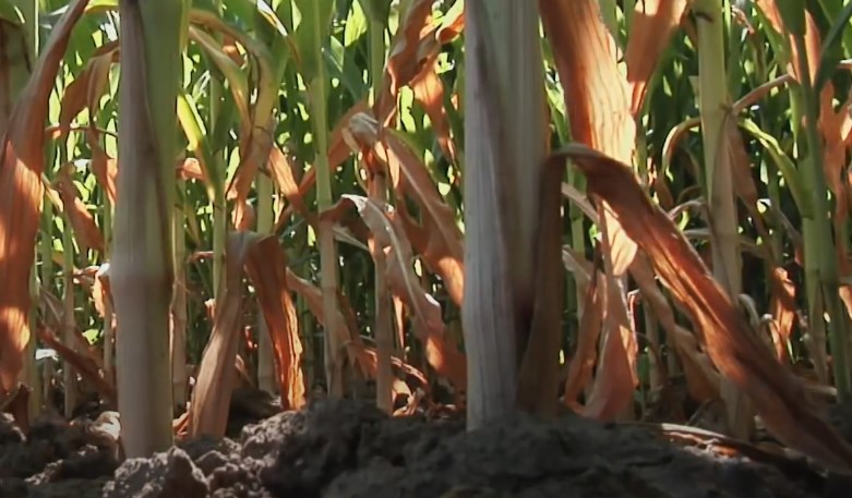 Brightly lit corn plants with healthy leaves and stems thriving under the sun