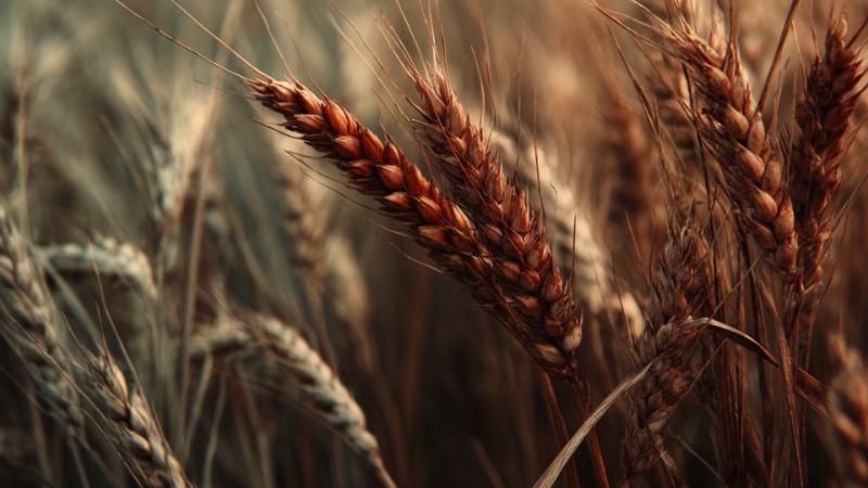 Mature wheat heads in the field, representing crops that benefit from organic fungicides against rust diseases