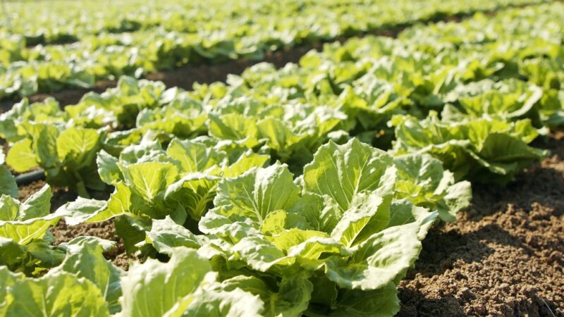 Rows of healthy green cabbages growing in a well-maintained field under sunlight.