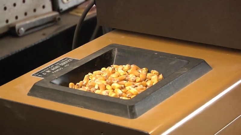Corn kernels being tested in a machine to measure bushel weight and grain quality