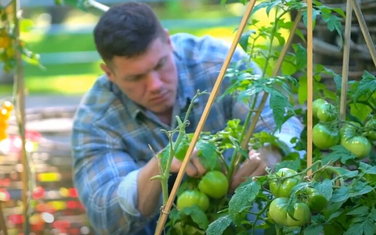 A man is harvesting green tomatoes from a healthy plant in a garden setting