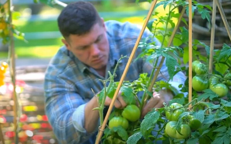 A man is harvesting green tomatoes from a healthy plant in a garden setting