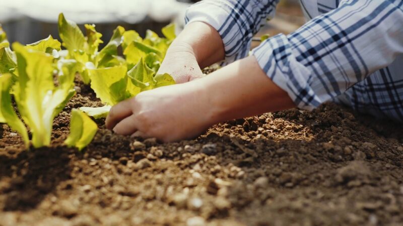 Gardener’s hands working in soil among young leafy green plants, preparing for crop rotation