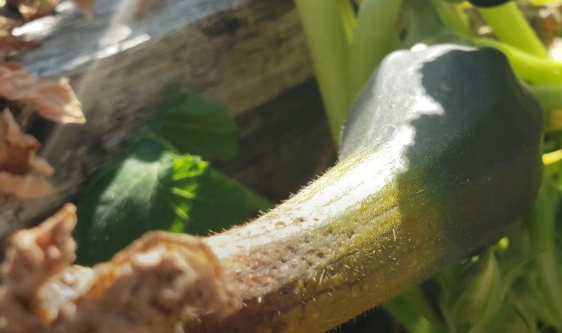 An open zucchini plant displaying broad green leaves in a garden setting