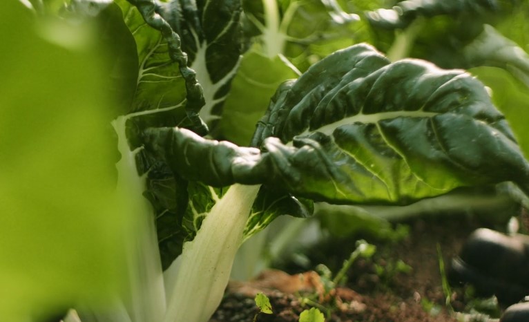 Large green leafy vegetable close-up, showcasing its vibrant texture and rich color