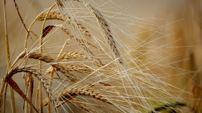Close-up of wheat plants showing signs of rust disease damage on the leaves and stems