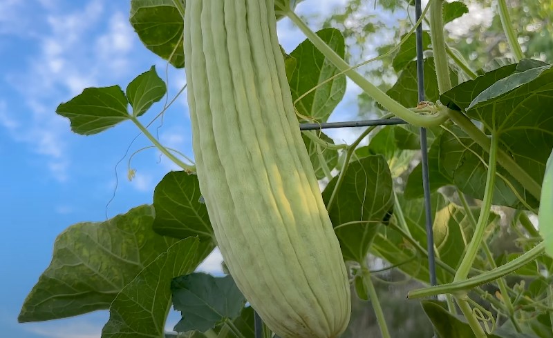 Close up view of an Armenian Cucumber