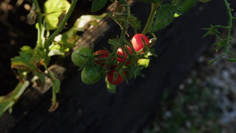 Close-up of a tomato plant with both ripe red and unripe green tomatoes growing on the vine