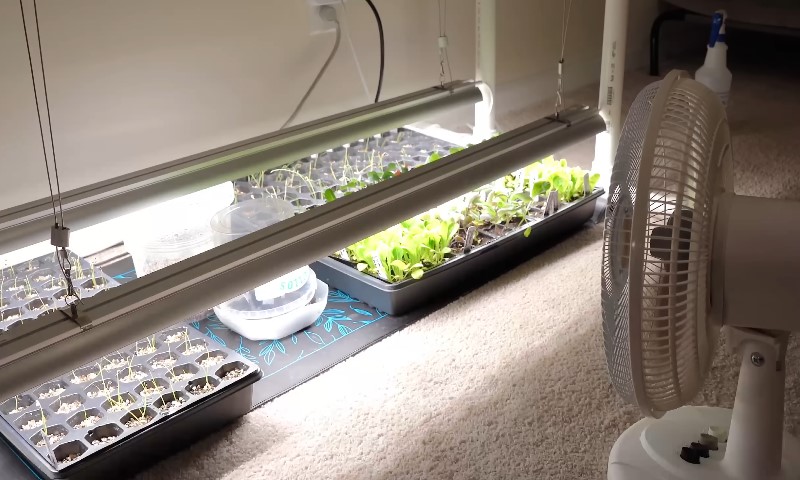 A fan is running in a room filled with various green plants