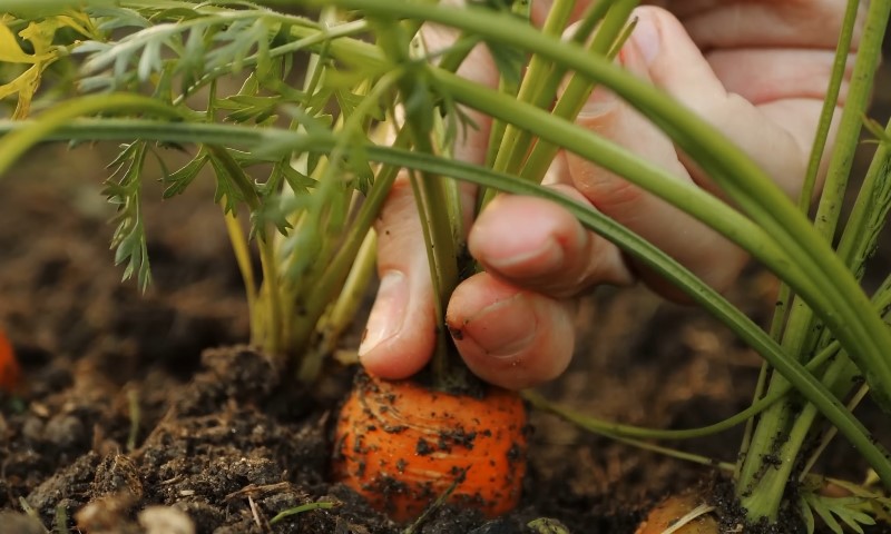 A person is bending down to pick a fresh carrot from the soil in a garden