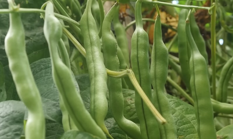 Green beans growing on vines in a lush garden