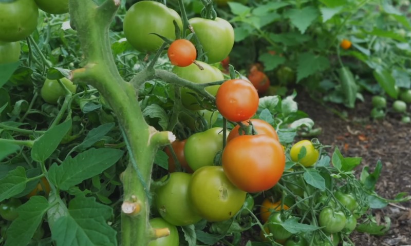 Tomatoes ripening on the vine in a lush garden setting