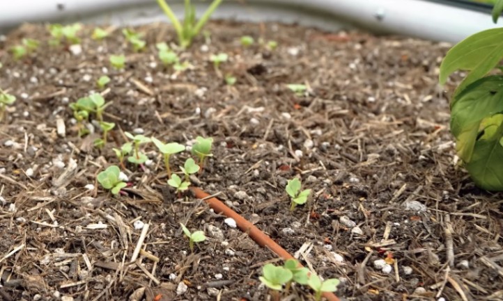 A green plant growing in a pot filled with soil and mulch