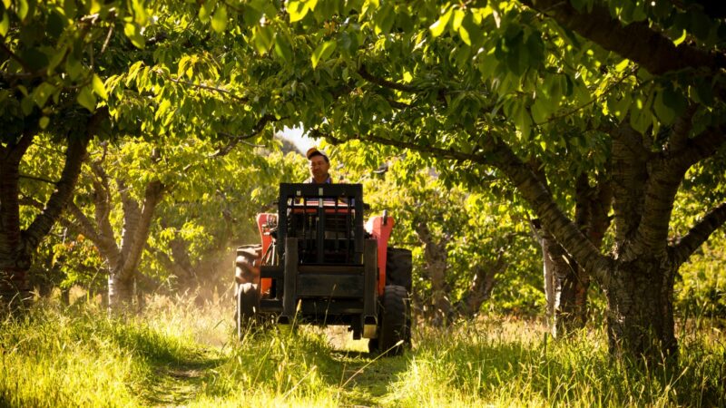 Farmer drives a compact tractor through a shaded orchard row