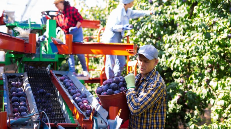 Workers load harvested plums onto orchard machinery in a fruit orchard