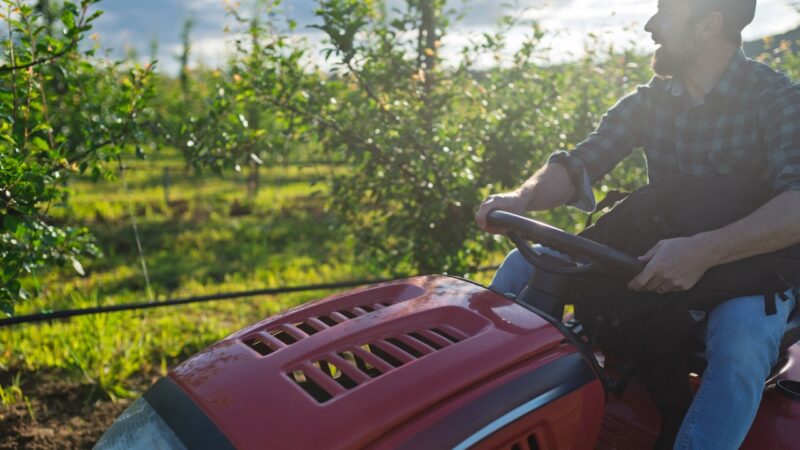 Man drives a compact tractor through an orchard row at sunset