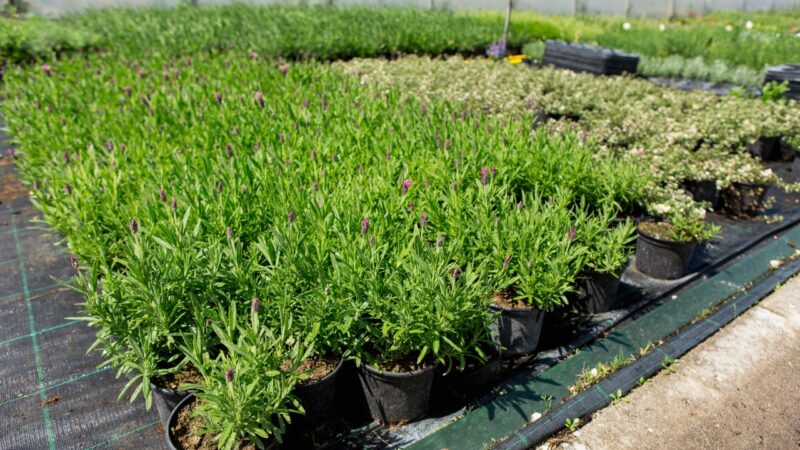 Rows of potted lavender plants in a sunny nursery.