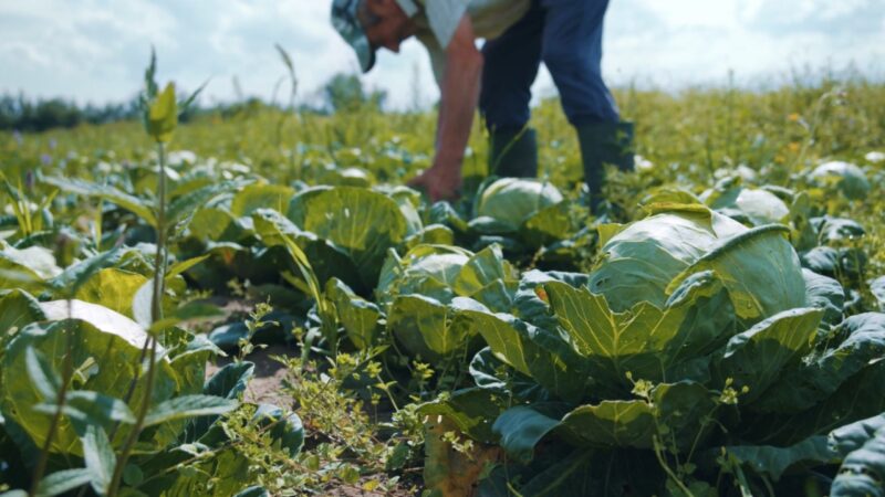 Farmer checks rows of mature cabbages in a field.