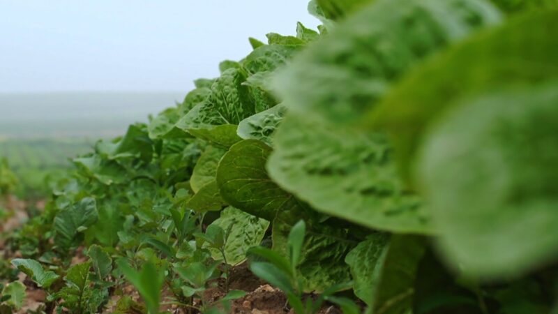 Rows of green leafy crops across a farm field.