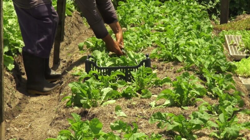 A farmer picks fresh microgreens by hand in a garden bed.