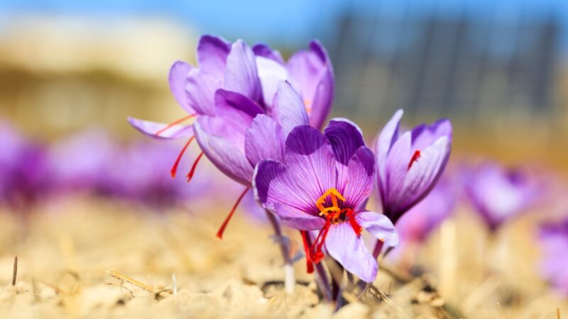 Purple saffron flowers with bright red stigmas in a cultivated field.